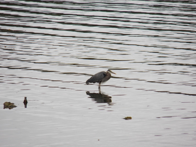 Bird.