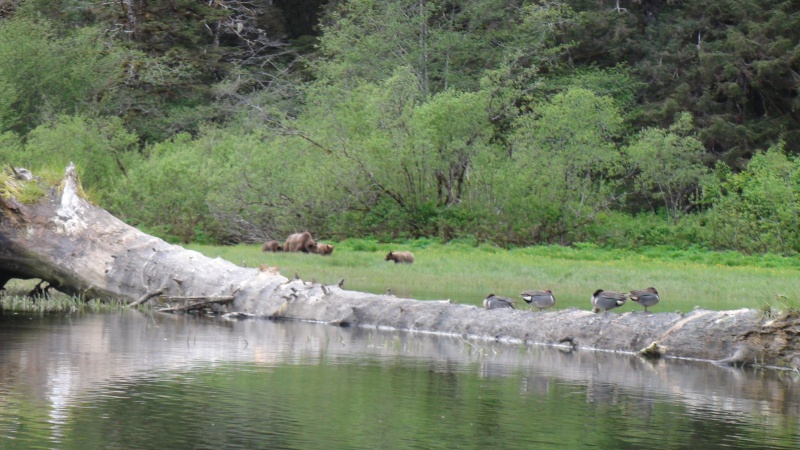 birds & bears