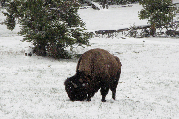 Bison in the snow