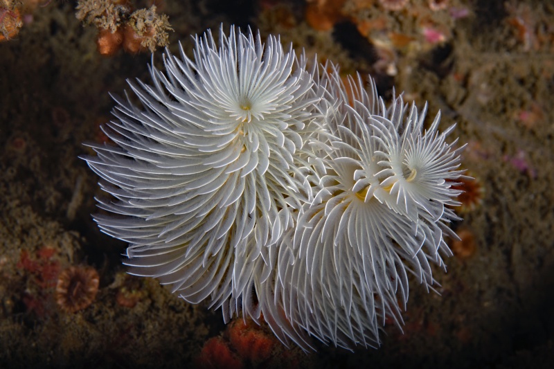 Bispira turneri
