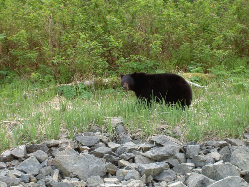 black bear in dundas bay, glacier bay national park
