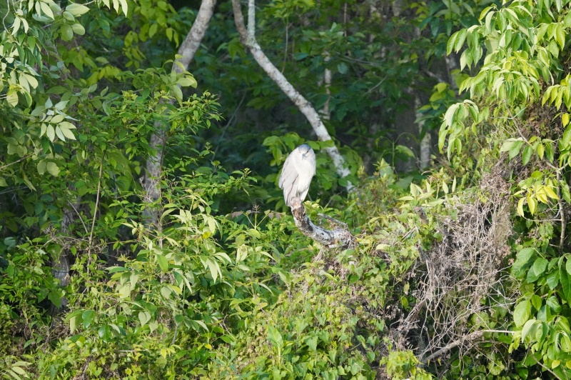 black crown nite heron