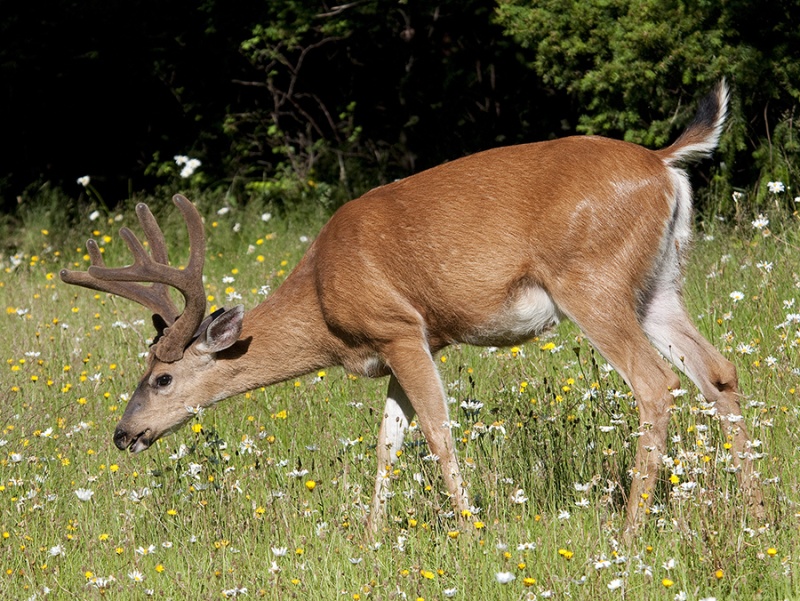 Black-tailed Buck at Lake Cresent Boat Ramp