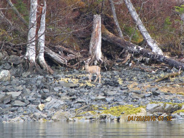 Blacktail Deer Zigler Cove