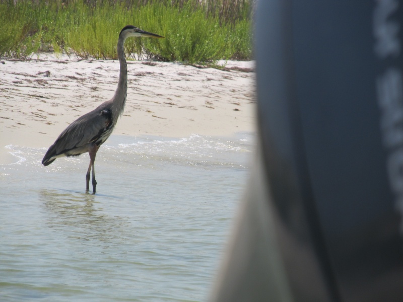 Blue Heron fascinated by twin Yamaha F150s..As Eileen says, "chicks love this boat!"