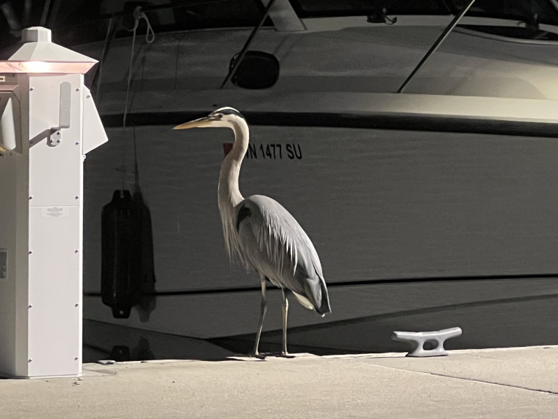 Blue Heron showed up this evening on the dock behind us