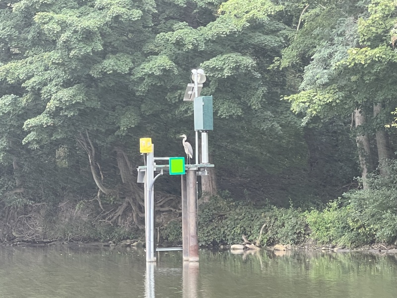 Blue Heron sitting on a navigational marker