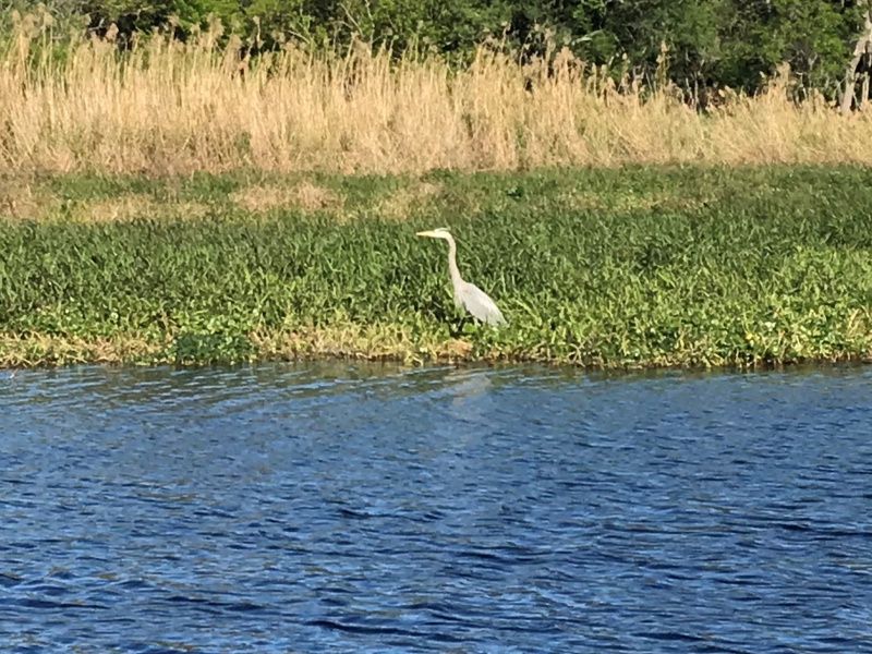 Blue Heron