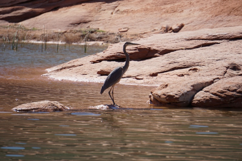 Blue Heron