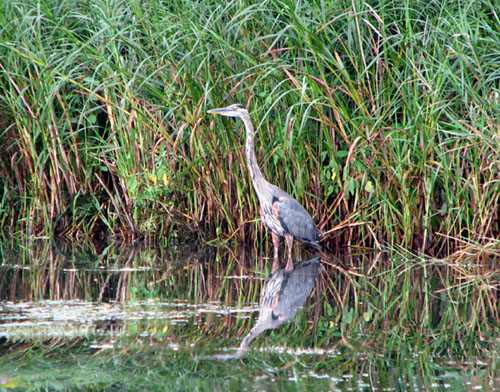 blue heron