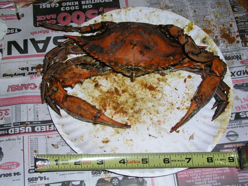 (Bluecrab) A nice, fat one!