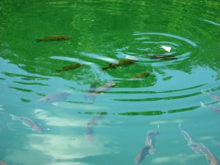 Bluegills looking for free handouts