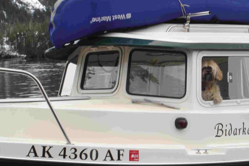 Boat Dog