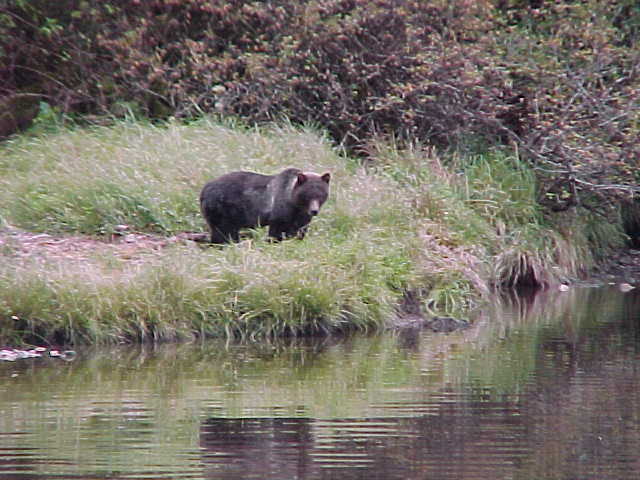 (BOMBERO)
grizzly  feeding on running dog salmon in the river......while i fish for cohos in the ocean out front

secluded inlet in northern britsh columbia ,canada