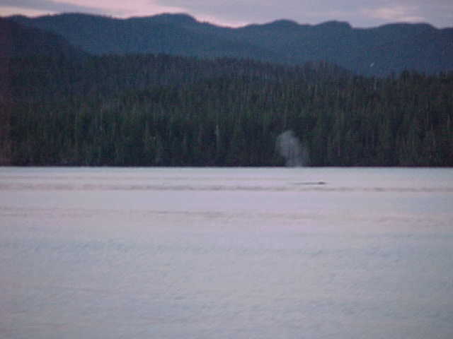 (BOMBERO) 
sept 05
humpback whales
smith inlet, british columbia, canada