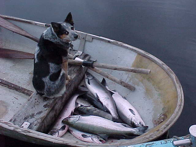 (BOMBERO)
sept o5
12 to 15 # coho
belize inlet, british columbia canada
light spinning tackle
fish hooked every cast......but not all landed
fillet and released 7 .....released all others