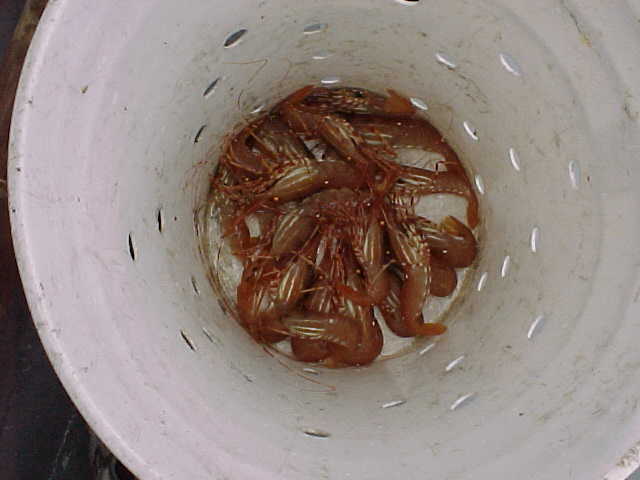 (BOMBERO) SOME PRAWNS FOR DINNER
