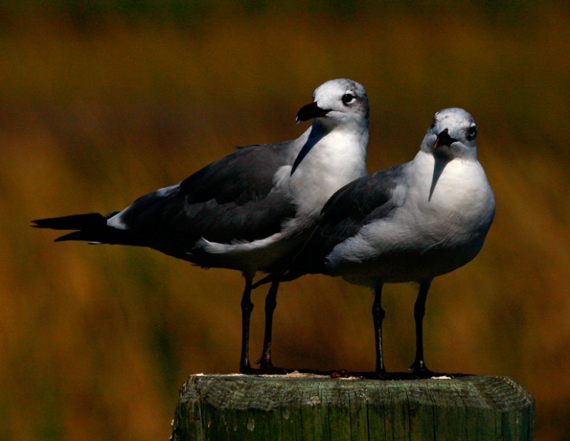 Bonapart gulls at Waterstreet Marina graced the dock pilings and followed the shrimp boats when a fresh catch came in.