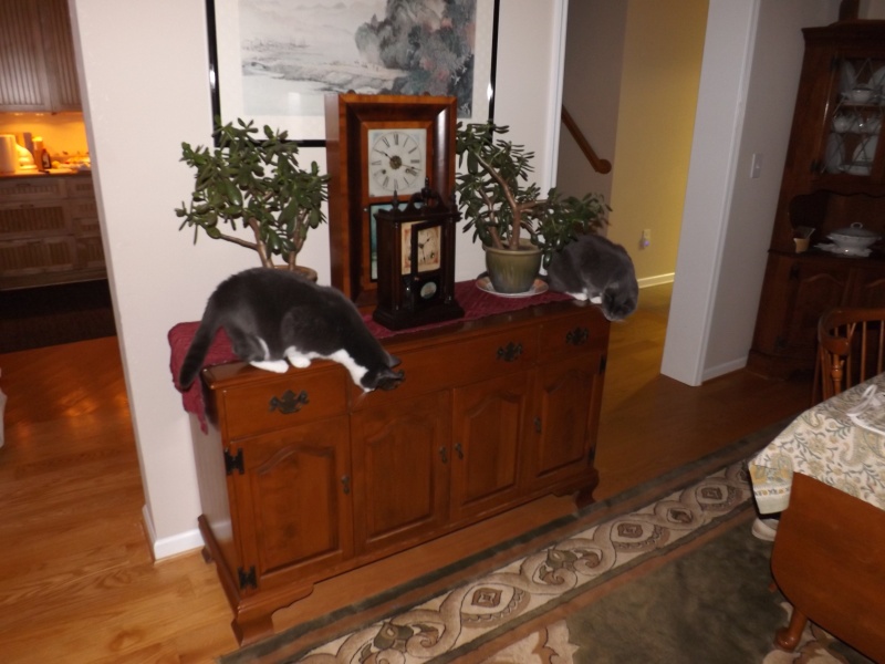 Bonnie and Clyde hard at work knocking stuff off the Sideboard!
