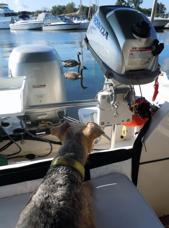 Boomer guarding &quot;his&quot; boat from interlopers!