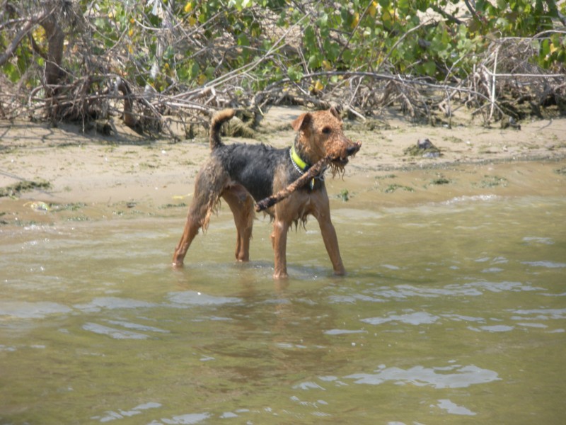 Boomer playing on the beach.  Ready for another retrieve of his stick.