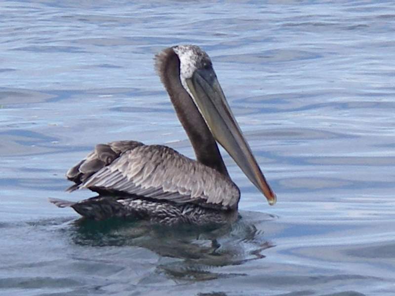 Brown pelican. I have never seen these guys in Puget Sound before. Must have something to do with the huge amount of herring, and small salmon in the south sound this year.
