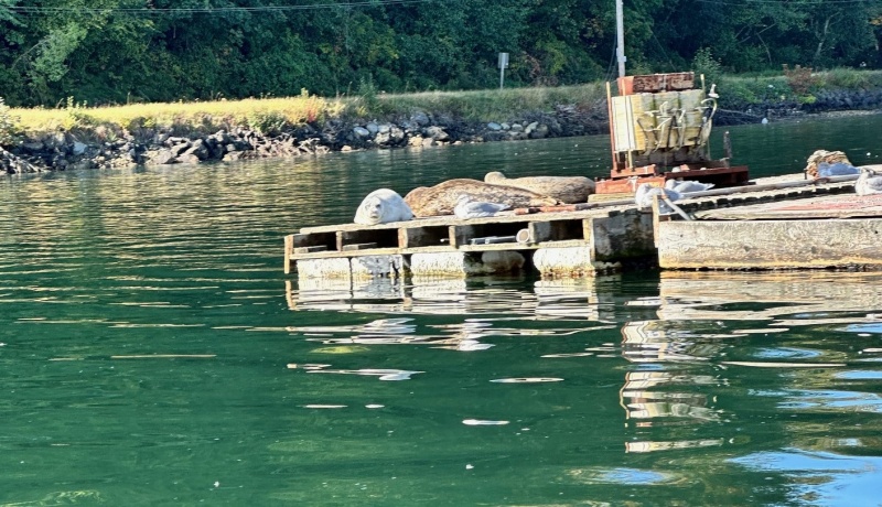 Brownsville Seals