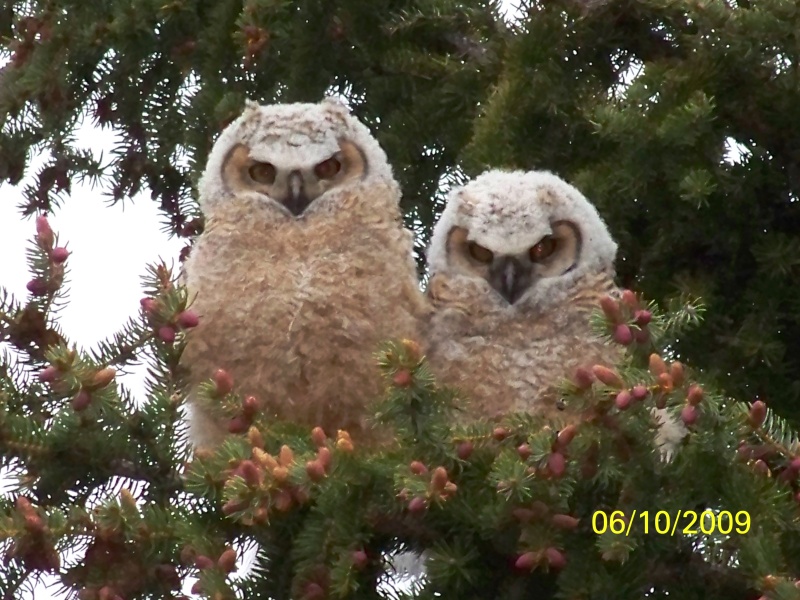 Buddies Again