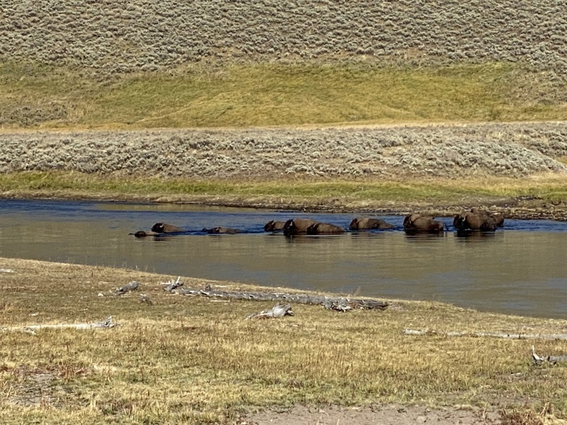 Buffalo swimming the Yellowstone River in Hayden Valley