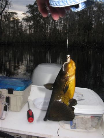 Butter Catfish caught in Deep Creek