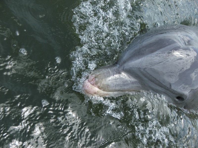 (Byrdman) Sherryl\'s Hilton Head Playmate \"Dolphin\"
