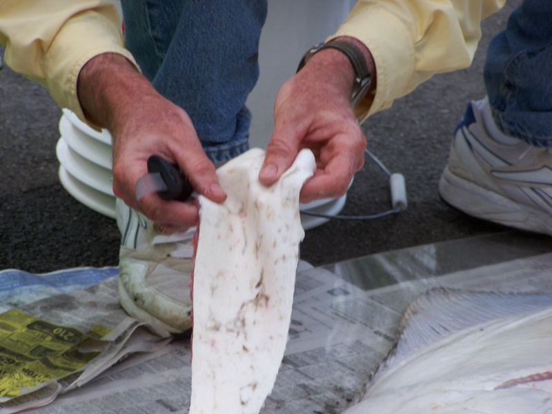 (C-Biscuit) This is what we caught Alisha's halibut on...just cut up the white side skin of a halibut into strips, add them to your herring or octopus and Voila!