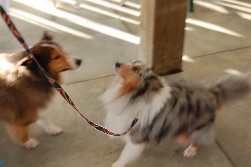 C-Brat Dogs