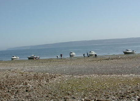 C-Dory invasion on the clam beach | The C-Brats