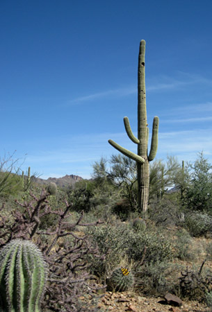 cactus3