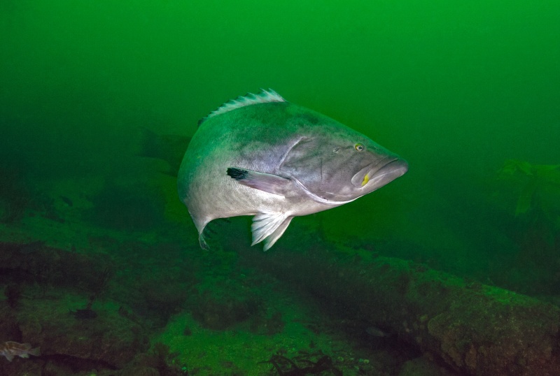 California Broomtail grouper