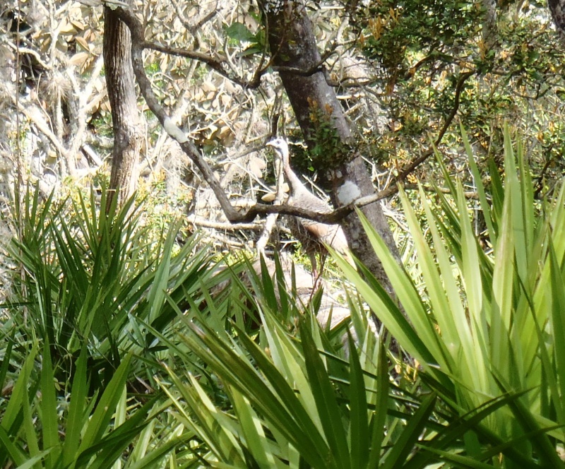 Can you see the turkey in the jungle?