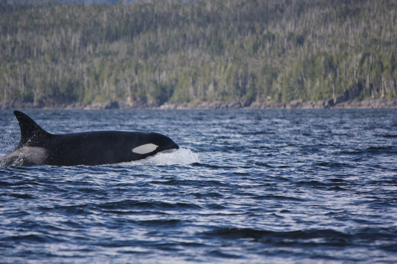 Canada 2013 700