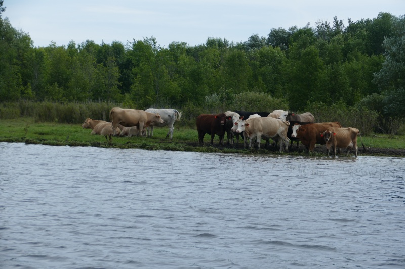 Canadian cows on the Rideau canal, much like on the southern St John river, except they go "Mooooo...Eh?"