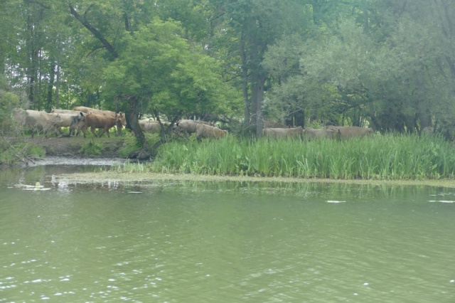 Canadian cows on the Rideau canal