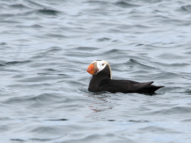 Cape Flattery Tufted Puffin