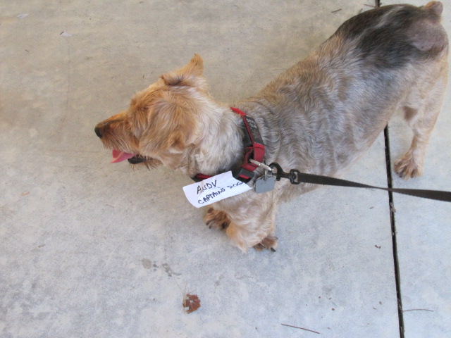 Captain's Dog