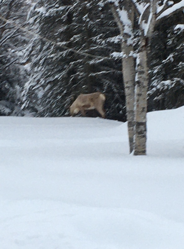 Caribou 1