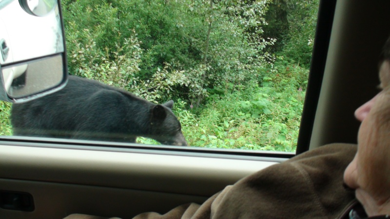 Cassiar highway bear on the way back south