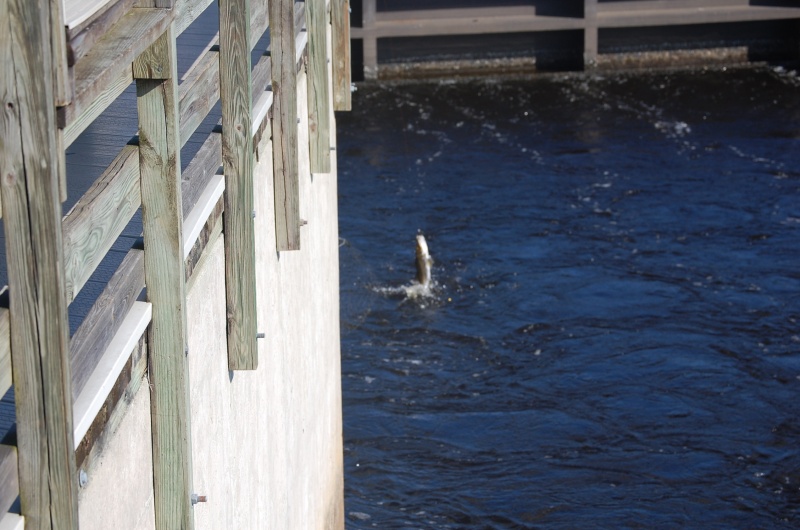 Catching snook from Franklin Dam