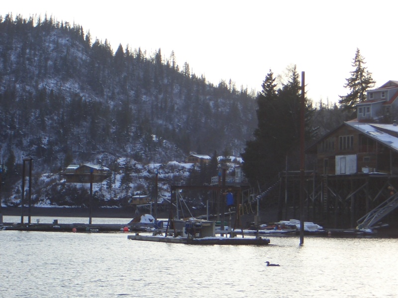 (catdogcat) Halibut cove