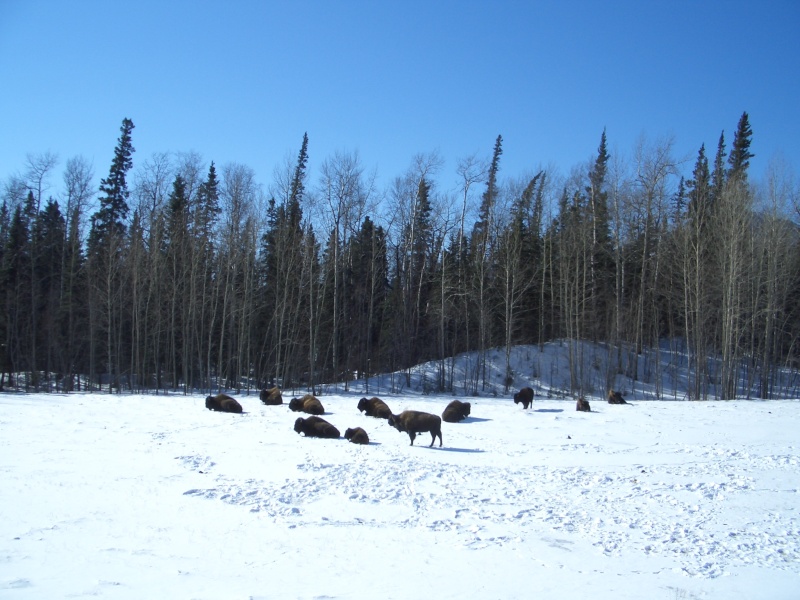 (catdogcat) Some buffalo we saw on the way.