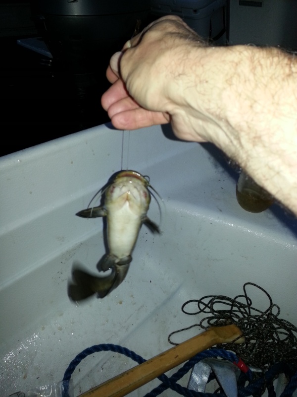 Catfish for dinner