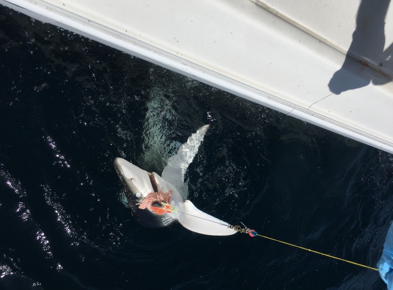 caught a blue shark & gently let him go