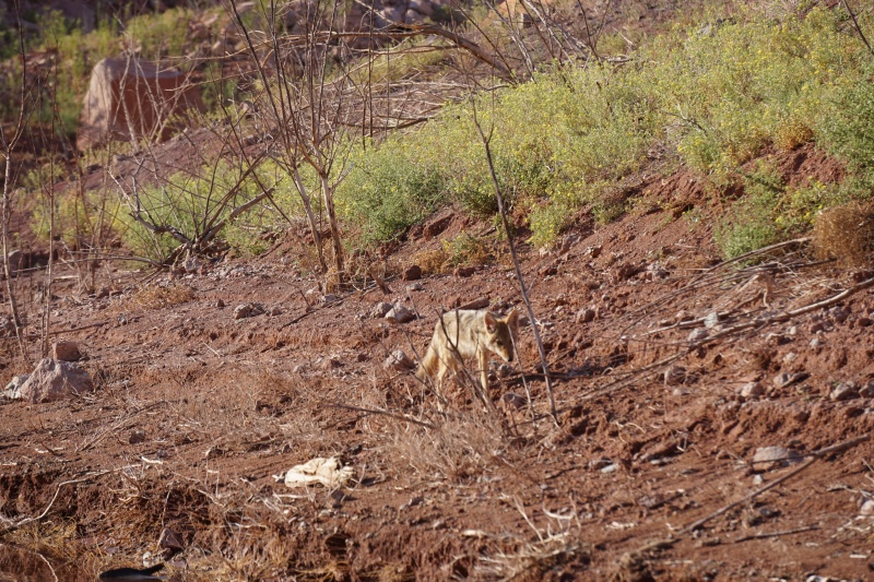 Cayote before turning up bank